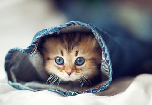 大懒猫娱乐八卦爆料吃瓜,娱乐圈最新八卦大揭秘!