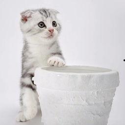 娱乐吃瓜君折耳猫视频,萌态百出,笑料连连